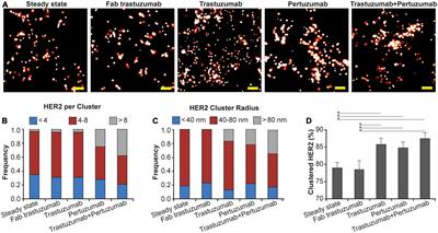 Using quantitative single molecule localization microscopy to optimize multivalent HER2-targeting ligands